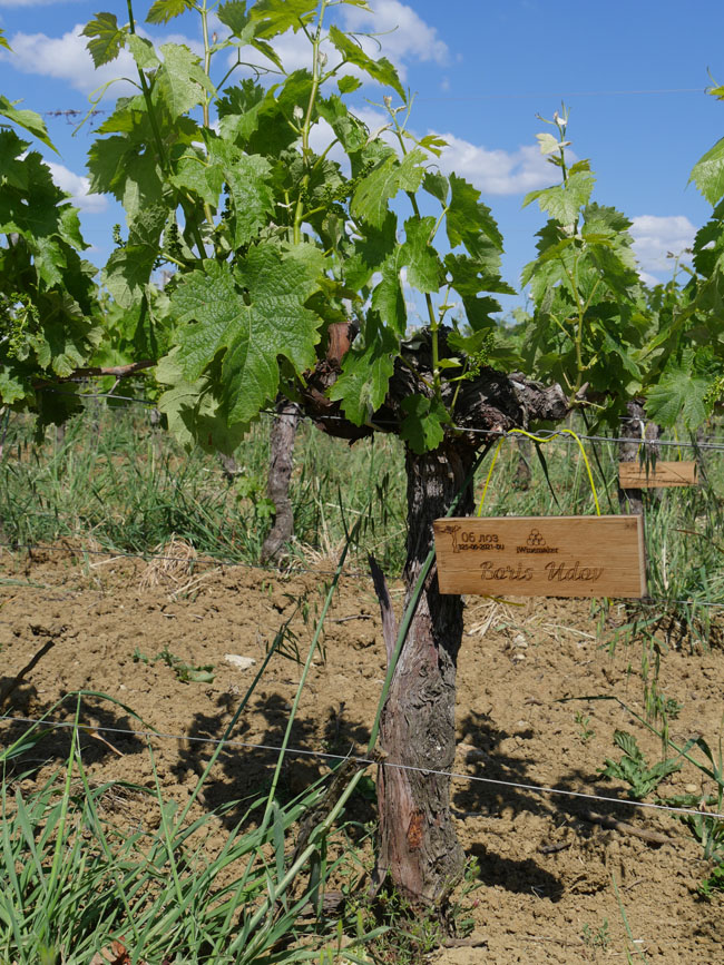 Виноградник на урожай